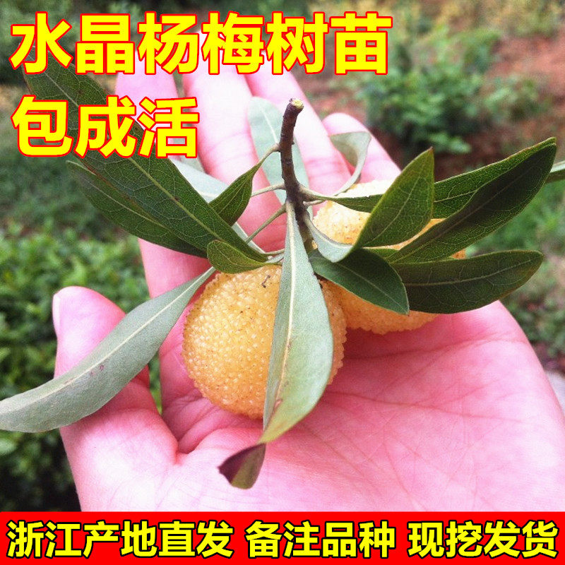 杨梅树苗 大果型白杨梅 水晶杨梅苗(白沙杨梅)果树苗当年结果包邮