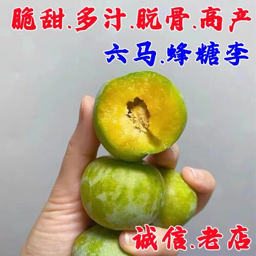 蜂糖李树苗蜂蜜李子苗李子树苗