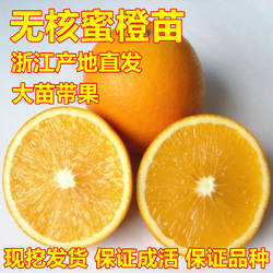 桂橙1号无核蜜橙苗 鹿寨蜜橙树苗嫁接橙子苗甜橙苗脐橙苗当年结果