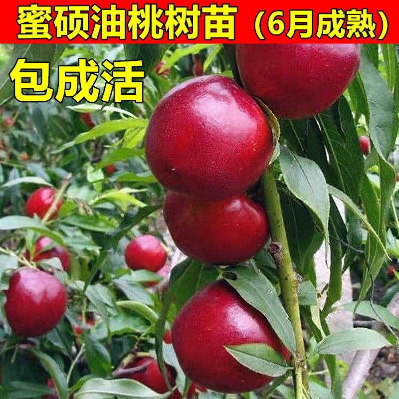 油桃树苗特大淡季油桃苗蜜硕油桃苗蜜硕桃树苗南方北方种植果树苗