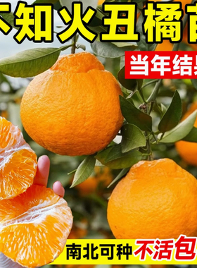 正宗四川丑橘树苗 丑八怪树苗 不知火树苗粑粑柑树苗春见苗橘子苗