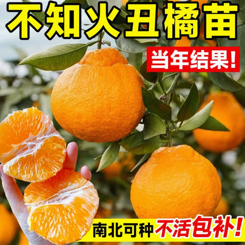 正宗四川丑橘树苗 丑八怪树苗 不知火树苗粑粑柑树苗春见苗橘子苗