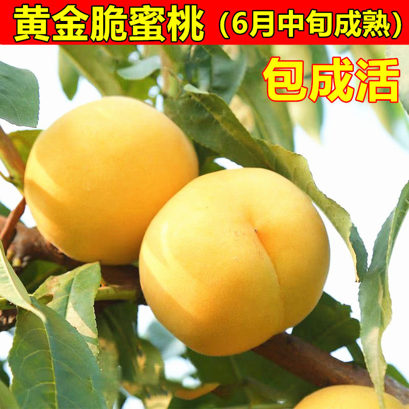 早熟黄桃树苗 黄金脆蜜桃苗 黄金蜜1号黄桃苗 适合南方北方种植