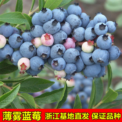 薄雾蓝莓树苗盆栽地栽蓝莓苗