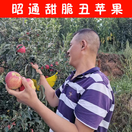 云南昭通丑苹果昭通冰糖心苹果甜脆新鲜水果孕妇水果