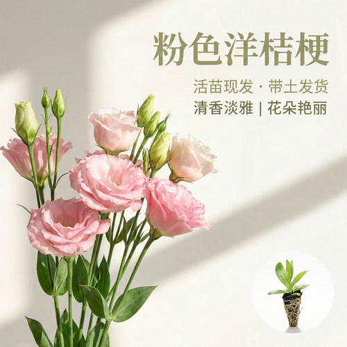 洋桔梗花苗粉色重瓣多年生小花苗