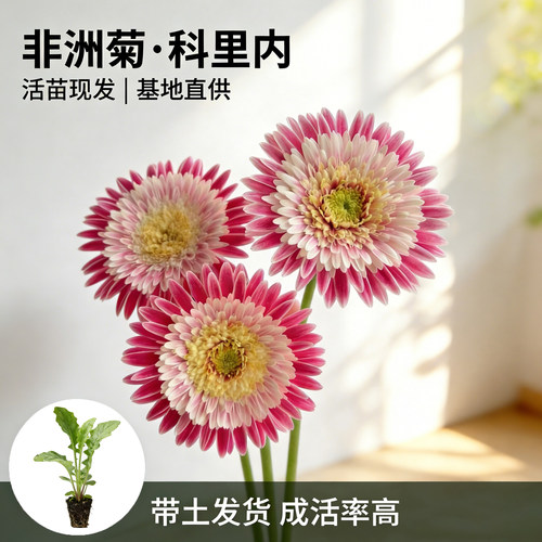 科里内非洲菊花苗5颗扶郎花小苗