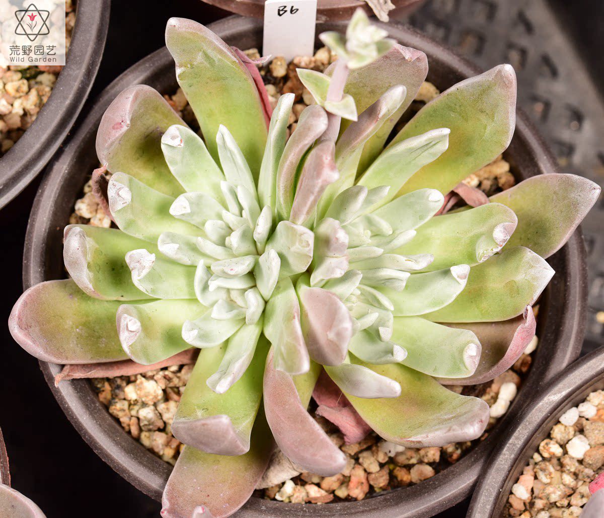 御剑仙女杯dudleya caespitosa带老桩一物一拍