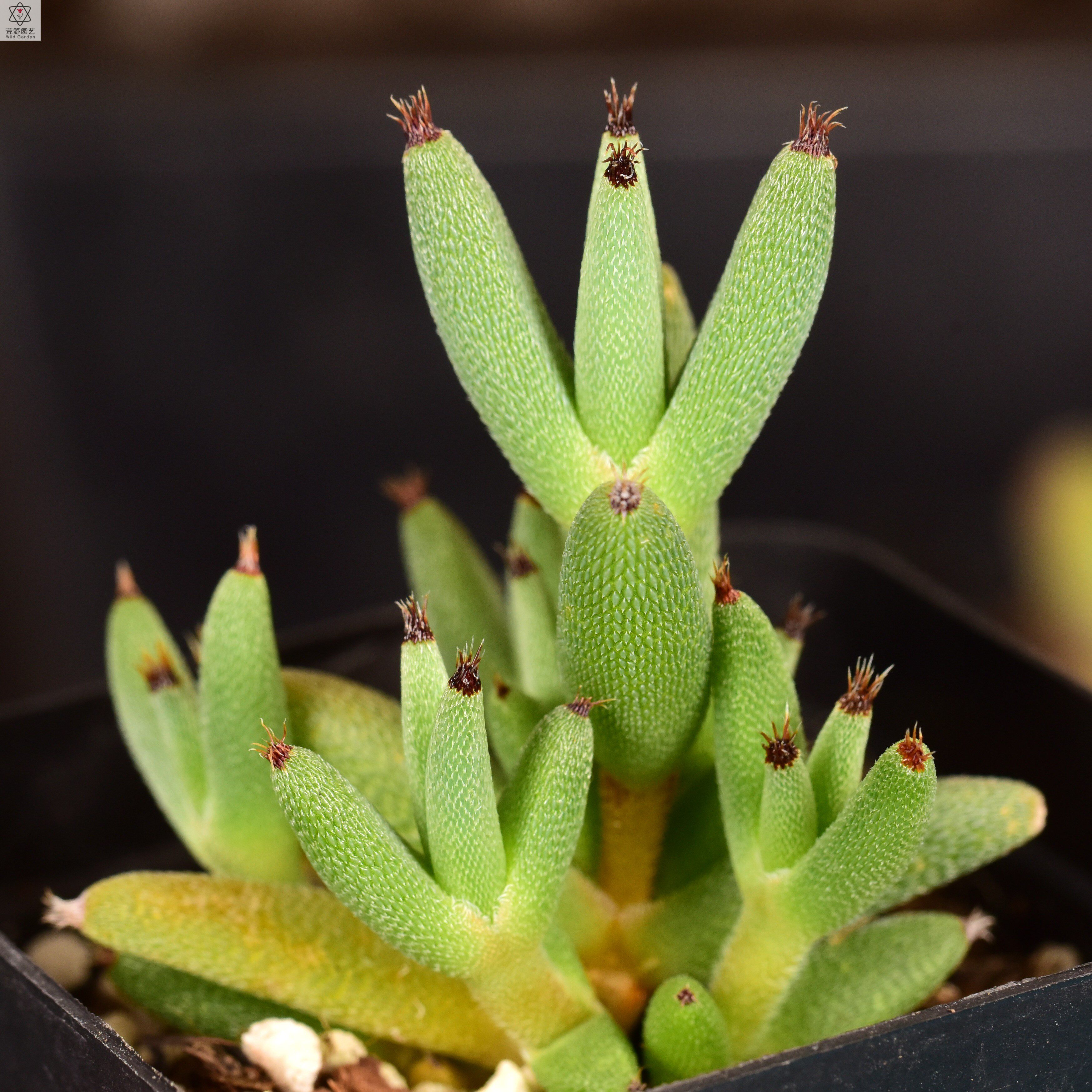 刺毛头枝干番杏trichodiadema mirabile