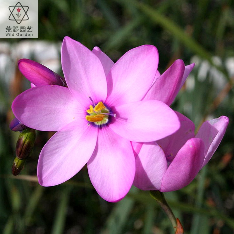 【2024上架】ixa011三叶谷鸢尾ixia trifolia荒野园艺