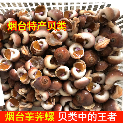 鲜活香螺 野生新鲜红香螺小香螺黄香玉螺猫眼螺肉大海螺海鲜贝类