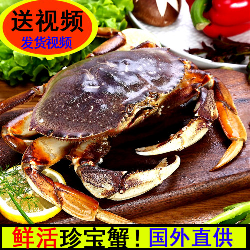 进口珍宝蟹鲜活面包蟹帝王蟹海鲜鲜活黄金蟹大螃蟹梭子蟹珍宝蟹