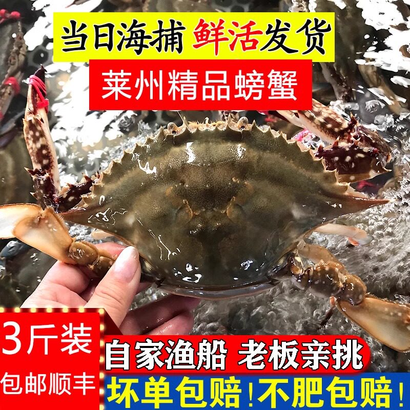 【保鲜不保活】莱州湾梭子蟹特大新鲜飞蟹野生海蟹螃蟹海鲜