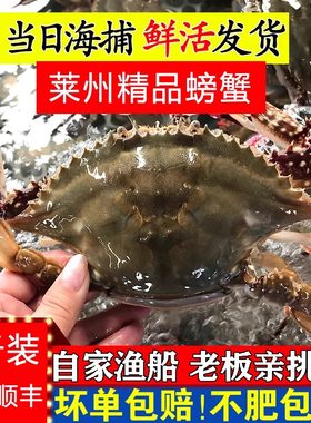 莱州湾梭子蟹红膏母蟹海蟹