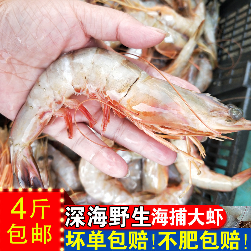 对虾鲜活新鲜野生冷冻大号特大对虾海虾基围虾超大鲜活虾鲜虾500g