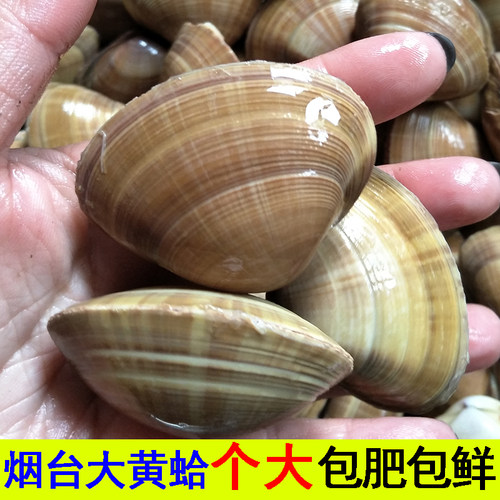 鲜活大黄蚬子野生鲜活无沙生鲜海鲜蛤蜊花甲海鲜贝类生鲜 活黄蛤