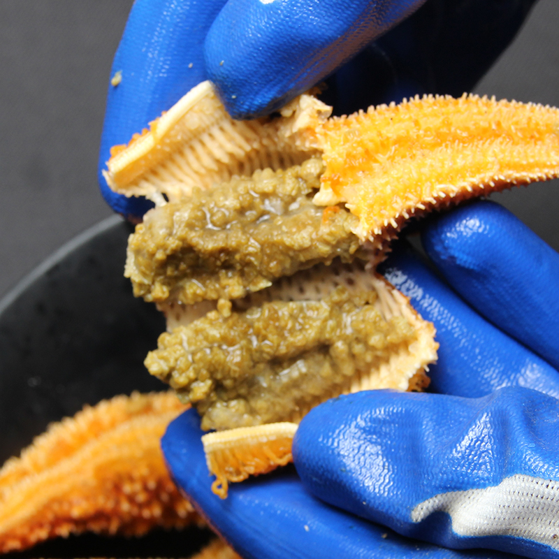 满籽海星鲜活水产烟台野生大海星活体冷冻特大新鲜海鲜海捕即食