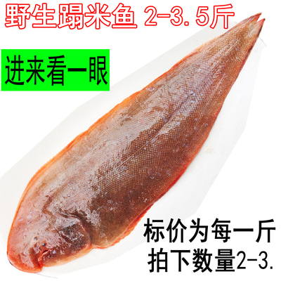 莱州湾大舌头鱼龙利鱼鳎米鱼新鲜非冷冻 当天野生海鱼海鲜免邮