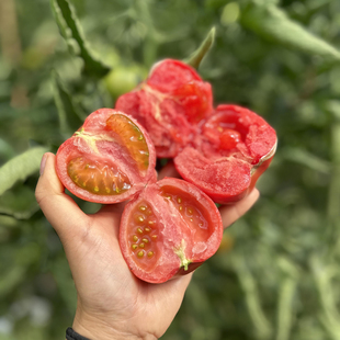 四川攀枝花露天粉罗兰番茄农家种植老味道西红柿新鲜桃太郎柿子