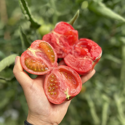 四川攀枝花露天粉罗兰番茄农家种植老味道西红柿新鲜桃太郎柿子