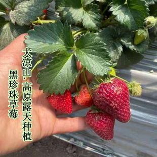 四川大凉山高原西昌黑珍珠草莓果农直发顺丰空运新鲜水果真红美玲