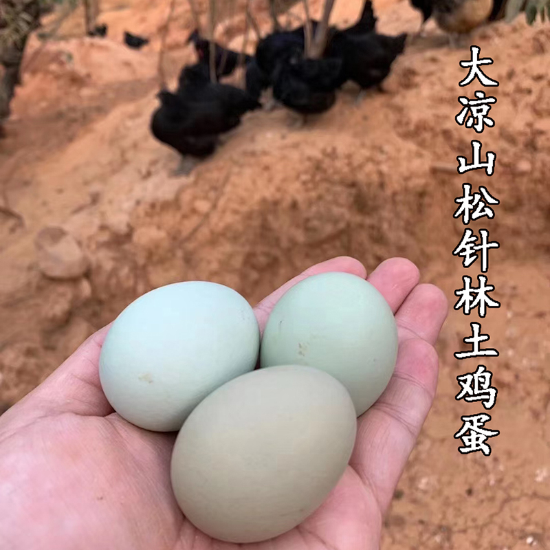 松针林散养黑鸡土绿壳蛋四川凉山