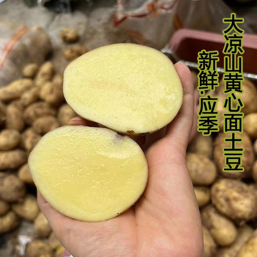 四川大凉山彝族高山种植黄皮黄心土豆 粉面糯洋芋应季新鲜淀粉足