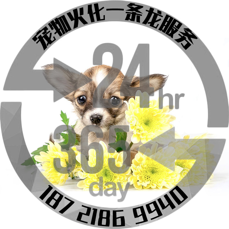 上海宠物火化善终宠物殡葬动物火葬安葬狗猫鼠兔尸体处理安乐上门