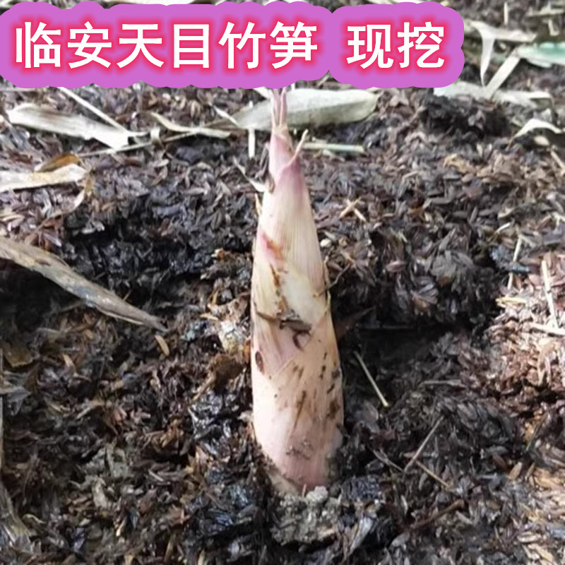 临安本地春笋甘甜爽口