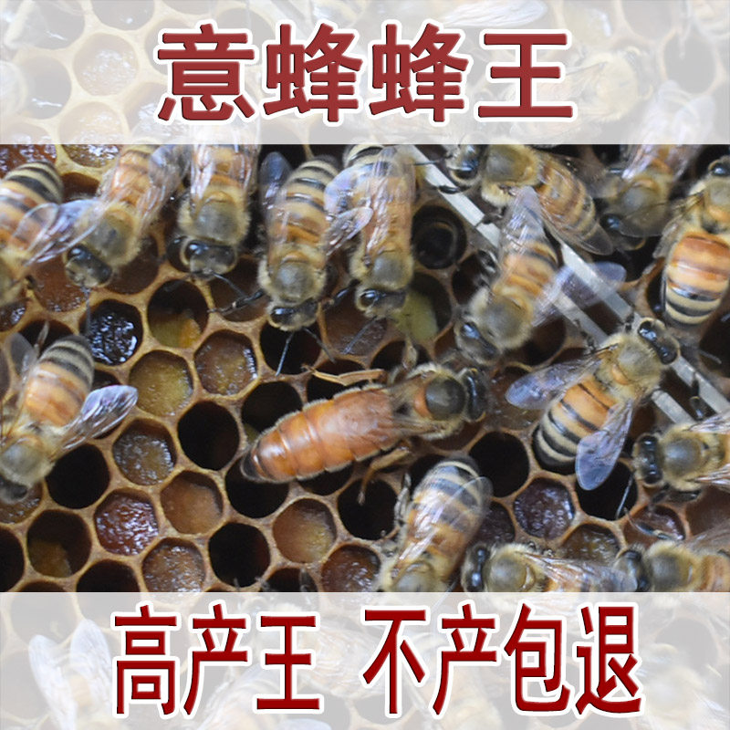 新开产意蜂蜂王包活包产卵