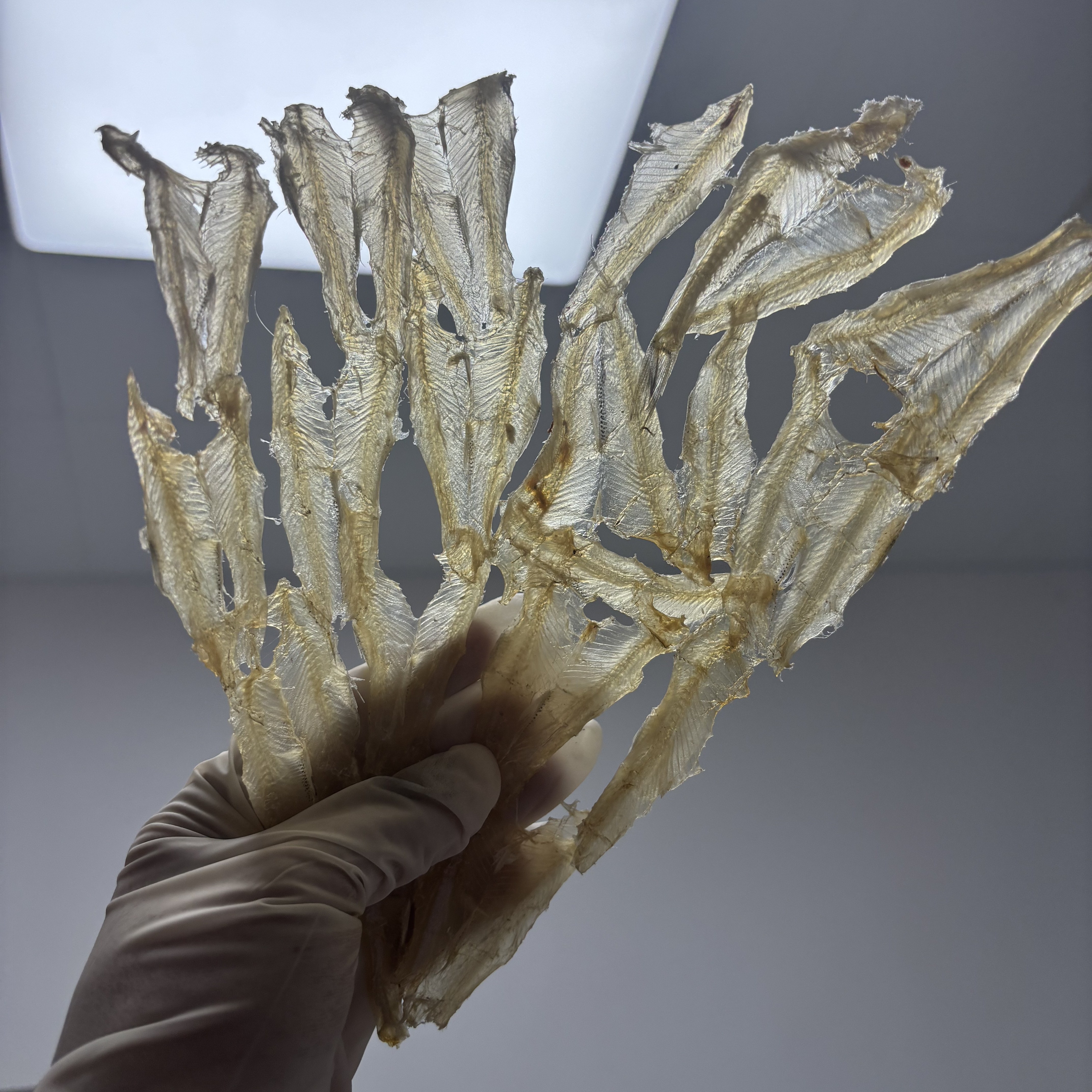 船晒无骨银鱼片无盐生晒银鱼片银鱼干白凡鱼干白饭鱼干