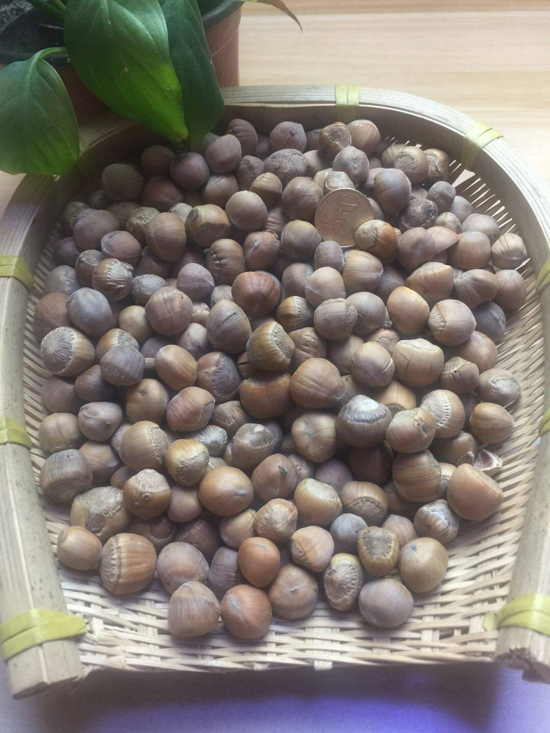 新货东北野生榛子 炒熟开口薄皮小榛子 坚果 原味500g