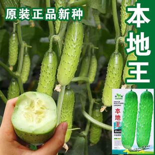 本地黄瓜种子四季春季老品种阳台农家夏季本地花青大吊瓜蔬菜