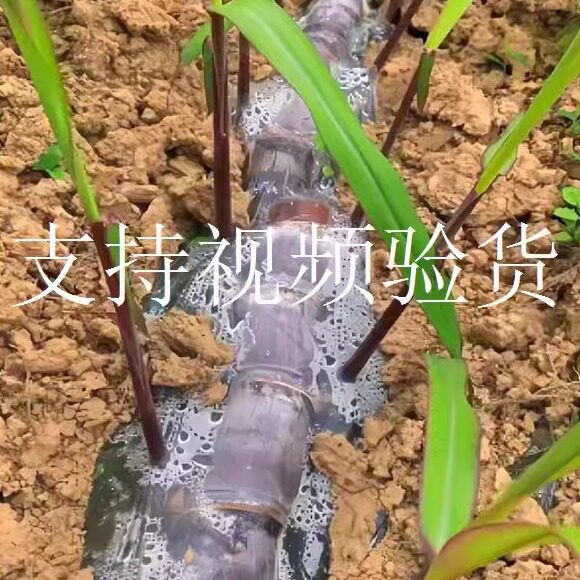广西黑皮甘蔗苗种白玉绿皮青皮甜高粱杆种籽四季甘蔗苗种子带芽孢