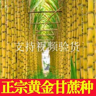正宗广西水果黑皮甘蔗黄皮甘蔗种苗高产黄金甘蔗种子种植苗籽优良