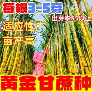 正宗广西黄金皮甘蔗秧苗种苗带芽黑紫皮甘蔗盆栽果蔗树苗种子籽