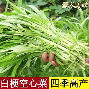 白梗空心菜种子小柳叶高产籽白根通心白骨四季蔬菜阳台盆栽