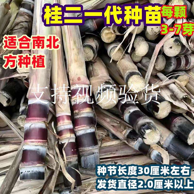 水果黑皮甘蔗苗种四季南北方种大苗黄皮带芽苞种子广西甜甘蔗种苗图片