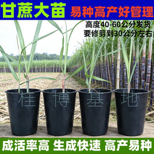 广西黑皮甘蔗种苗易种盆栽