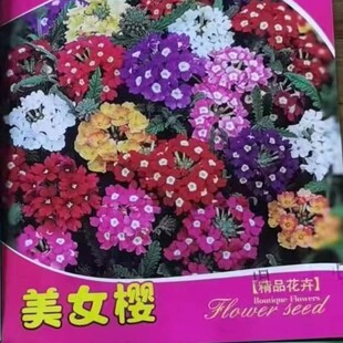 美女樱种子五色绣球盆栽种子庭院阳台室内易种花种籽四季播种花种