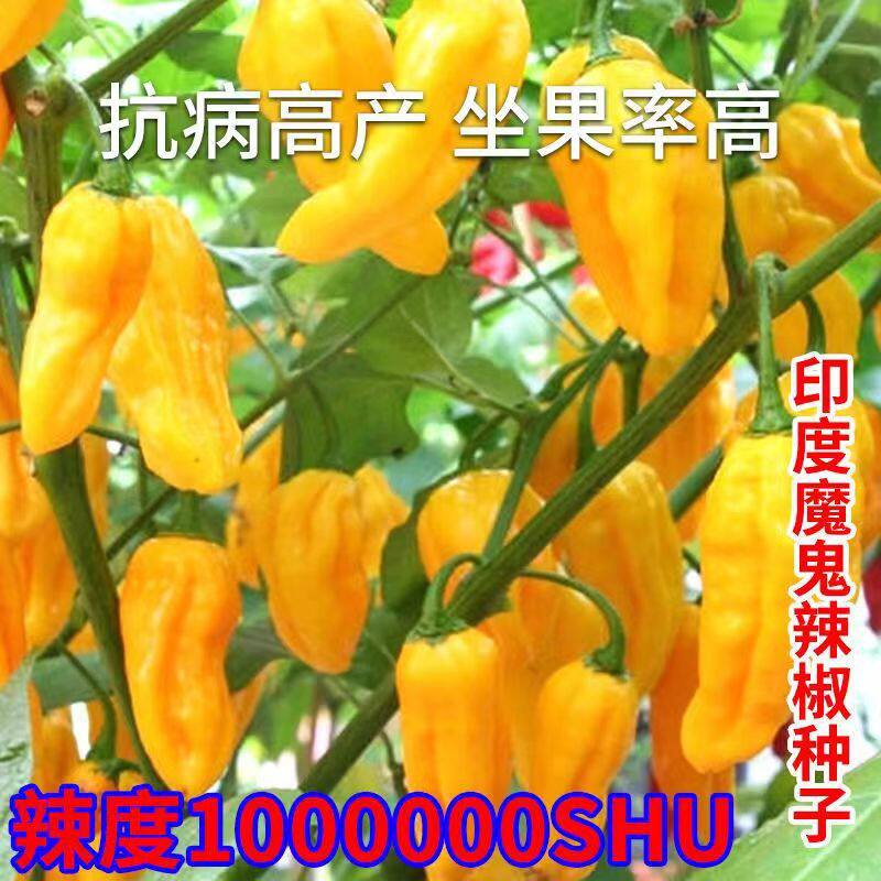 黄魔鬼椒种子超辣灯笼椒苗