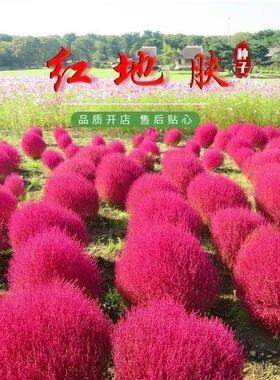红色地肤种子扫帚草种子绿地肤种子花卉种子 庭院观赏红草坪种子