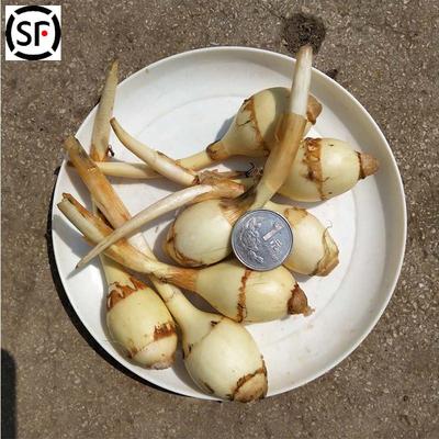 云南现挖迷你小茨菇5斤新鲜粉糯白茨菇慈菇白马蹄茨菰配菜火锅