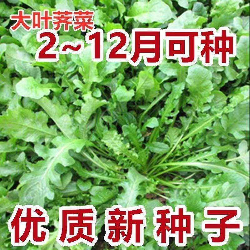 大叶荠菜种子新手易种阳台盆栽蔬