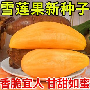 雪莲果种子黄心新鲜雪莲果种子天山雪莲果优质种子黄心正宗