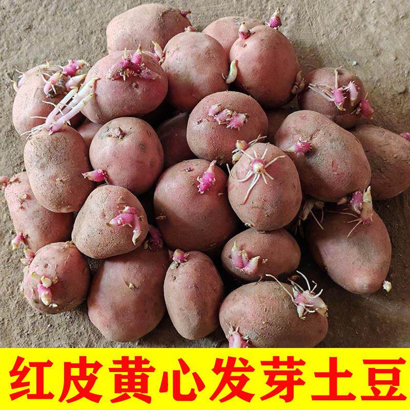 红皮黄心发芽土豆种云南农家自种秋冬季老品种洋芋马铃薯土豆种子