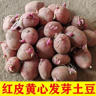 红皮黄心发芽土豆种云南农家自种秋冬季老品种洋芋马铃薯土豆种子
