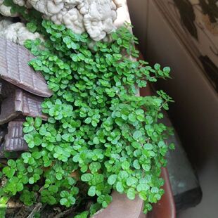 山石草籽种子吸水石上的盆景植物微景观矮珍珠草养不死一年四季青