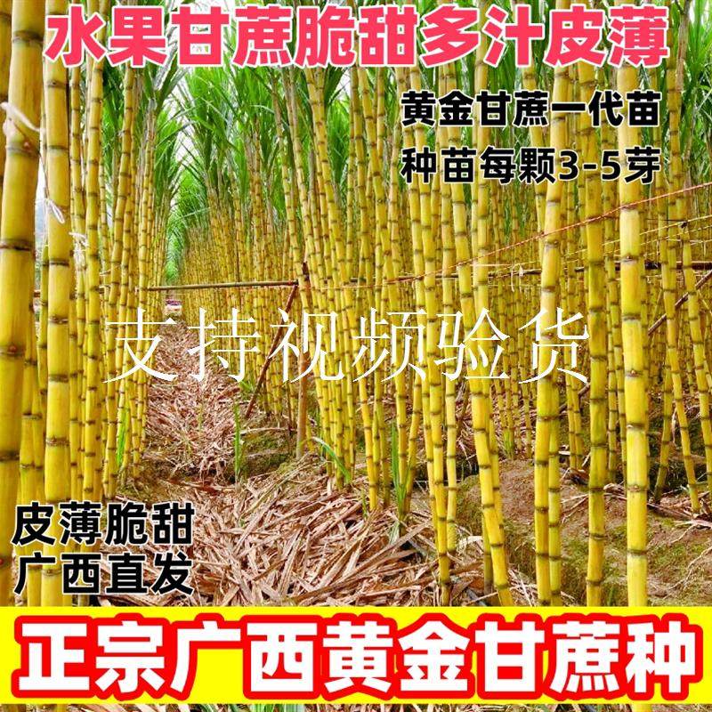 正宗黄皮黄金甘蔗苗种子广西水果甘蔗种苗种植种籽紫皮甘蔗苗种孑