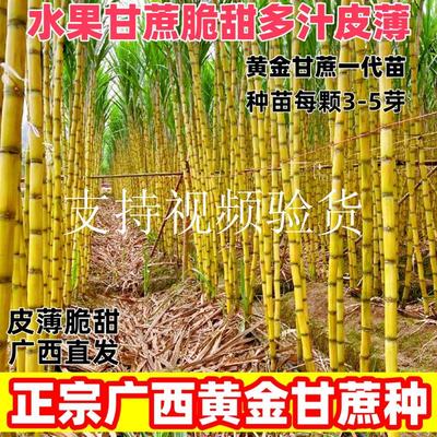 正宗黄皮黄金甘蔗苗种子广西水果甘蔗种苗种植种籽紫皮甘蔗苗种孑